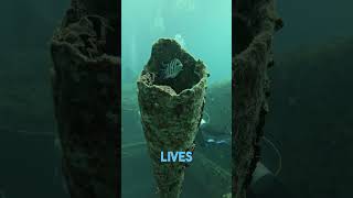 Scuba Diving WORLD’s Greatest Wreck Dive The SS Thistlegorm [upl. by Grizelda83]