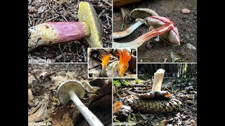 Pilze am 20062018  Rotfußröhrlinge Frauentäubling Waldchampignon Perlpilz Breitblatt [upl. by Yelats28]