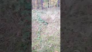 Ich bin im wald part 1 [upl. by Adigirb]