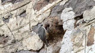 Rotsklever Lesbos 2011 Rock nuthatch lesvos may 2011 Lesvos birding 2011 [upl. by Elegna999]