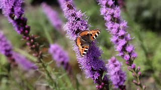 Liatris spicata Gayfeather  FarmerGracycouk [upl. by Inatirb]