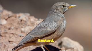 Precious birds in Pakistan desert and Thier survivalmental wellbeing [upl. by Hamann]