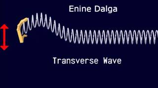 enine ve boyuna dalgalar transverse wave vs longitudinal wave [upl. by Morganne468]