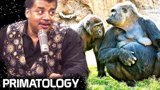 StarTalk Podcast Cosmic Queries – Primatology [upl. by Sivar855]