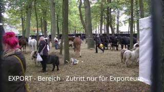 2527 Export Bereich Zuidlaren Paarden Pferdemarkt Clip 2016 [upl. by Cliffes]