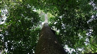 Hylea 1884 Bolivia – A small nut saves the rainforest Brazil nuts documentary [upl. by Christoper434]