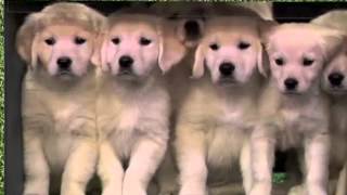 Puppy Stage Fright Puppy Predictors Rehearsal Late Night with Jimmy Fallon [upl. by Mace623]