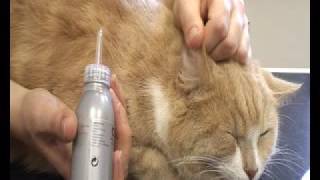 How to clean a cats earsmp4 [upl. by Adnara24]