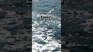 Relax Like a Pro Soothing Waves amp Seagull Sounds [upl. by Meave447]