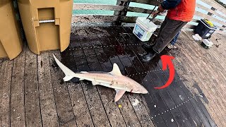 I Dropped My GoPro off SHARKYS Pier in Venice [upl. by Emsoc]