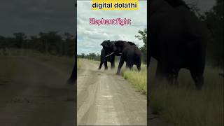 दो हाथी में भियंकर लडाई animalselephantfight animalsounds elephant shorts virelshorts [upl. by Carin]