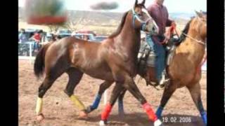 CABALLOS DEL PANTANAL GRUPO LABERINTO [upl. by Odnumde]