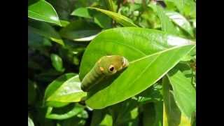 Spicebush Swallowtail Caterpillar Papilio Troilus [upl. by Zenitram9]