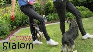 Slalom Cross Wie bringe ich meinem Hund bei durch die Beine zu laufen Hundetraining Hundetricks [upl. by Aneloc]