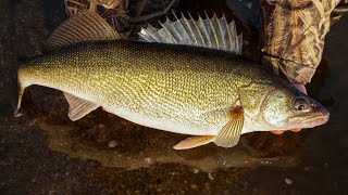 Shore Fishing for PreSpawn Walleyes BIG FISH CATCH [upl. by Survance]