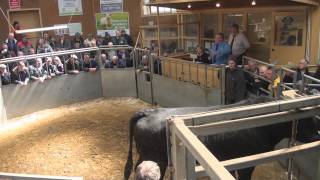 Dumfries Auction Mart Special Store Cattle and Breeding Cattle Sale  May 16th 2013 [upl. by Hussar]