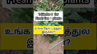 🪴14 Fresh Tea Garden plants shotsfeeds shots garden maadithottam terracegarden nature [upl. by Atiloj]