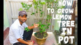 How to Grow Lemon In pot  भरपूर नीबू कैसे पायें [upl. by Stag]