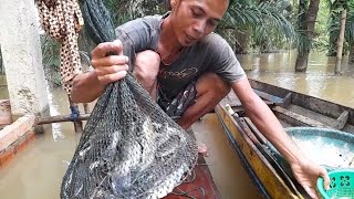 panen banyak ikan baung di balik musibah banjir merawai ikan baung dii malam hari [upl. by Nakada]