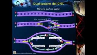 Citologia  Lezione 17 Duplicazione del DNA [upl. by Shimberg]