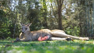 Life Of Kangaroo  Mom Kangaroo Giving Birth To Cute Baby Sucess [upl. by Wohlert591]