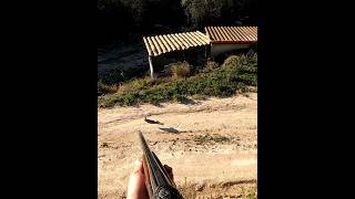 Cazando conejos por daños en agricultura shorts caza conejo rabbit hunting hunt shoot [upl. by Giorgio181]