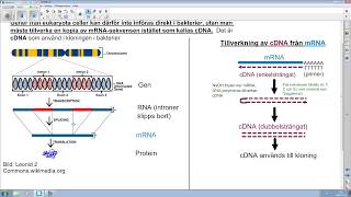 Biologi 2 Genteknik del 2 av 4 [upl. by Durand]