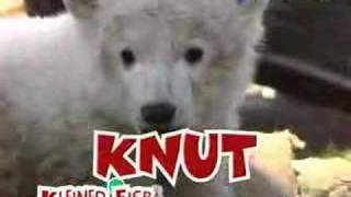 Knut Song [upl. by Nerradal]