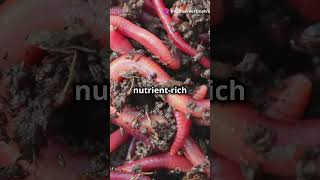 How EARTHWORMS works secretly for Soil  Nature’s Soil Engineers and Ecosystem Maintainers [upl. by Fattal]