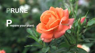 Pruning And Training Your Climbing Rose [upl. by Llerrot]