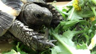 My tortoise eating some Dandelion leaves [upl. by Ahsielat]