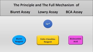 The principle of Lowry assay Biuret assay and Bicinconinich BCA assay protein assays [upl. by Zennas]