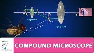 COMPOUND MICROSCOPE [upl. by Thatcher]