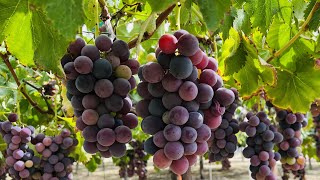 🍇🍇GRAPE PICKING 1st Day in Southern California USA  Evergreen Produce Aguanga  Cali Que Em [upl. by Sinnod]