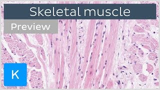 Skeletal muscle tissue and structure preview  Human Histology  Kenhub [upl. by Rees801]