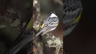 Myrtle Warbler Song Video Yellowrumped Warbler Sounds [upl. by Nottarts]