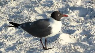 Laughing Gull [upl. by Trilly]