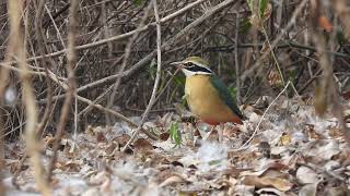 Indian Pitta Pitta brachyura ನವರಂಗ [upl. by Shannen]