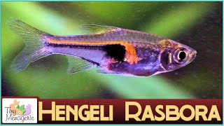 All About Hengeli Rasbora Glowlight Rasbora The Tiniest Schooling Fish [upl. by Herriott]