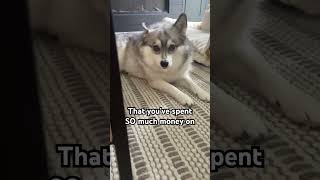 But the puppy dog eyes are just too cute dogsofyoutube cute cutedog [upl. by Veradi44]