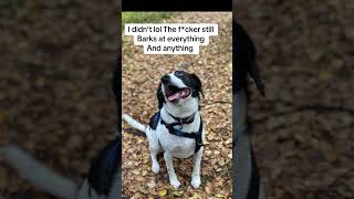 Dog training tips funnydogs doglover dogtraining dogtips [upl. by Enilreug]