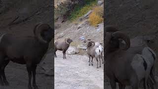 Big Horn Rams Butting Heads  Big Horn Sheep [upl. by Cristi]