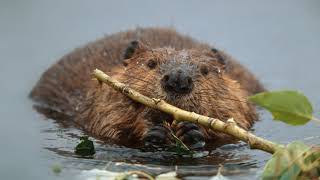 What Sound Does A Beaver Make  Animal Sounds Beaver Sounds [upl. by Aneeb767]