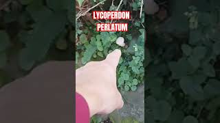 LYCOPERDON PERLATUM shorts [upl. by Kimberlyn648]