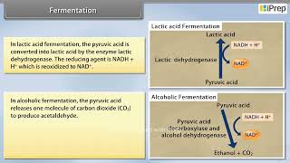 Fermentation  Respiration in Plants  Biology  Class 11th  iPrep [upl. by Eibber]