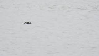 Leachs Stormpetrel Pitsford Reservoir Northamptonshire 21021 [upl. by Nancie581]