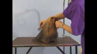 Grooming Yorkshire Terrier  Top Knot  Pet Grooming Studio Richmond Hill ON [upl. by Kalila609]