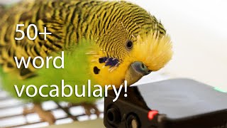 Budgies vocabulary stuns humans [upl. by Anhsirk]