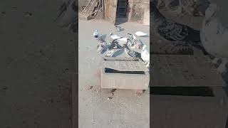 DIWALI offer 😜 pigeon junagadhpigeon bird kabootar gujratipigeon birdspecies youtubeshorts [upl. by Hersch723]