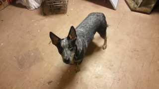 Blue Heeler Behavior Chain  Basic Commands [upl. by Atikir505]